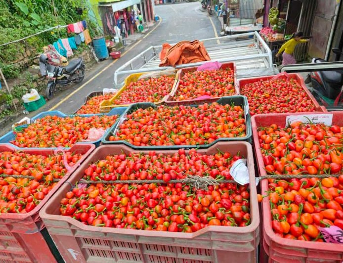 रिब्दिकोटमा अकबरे खुर्सानीको धमाका ः- बारीभरि राताम्य, करोडौंको कारोबार