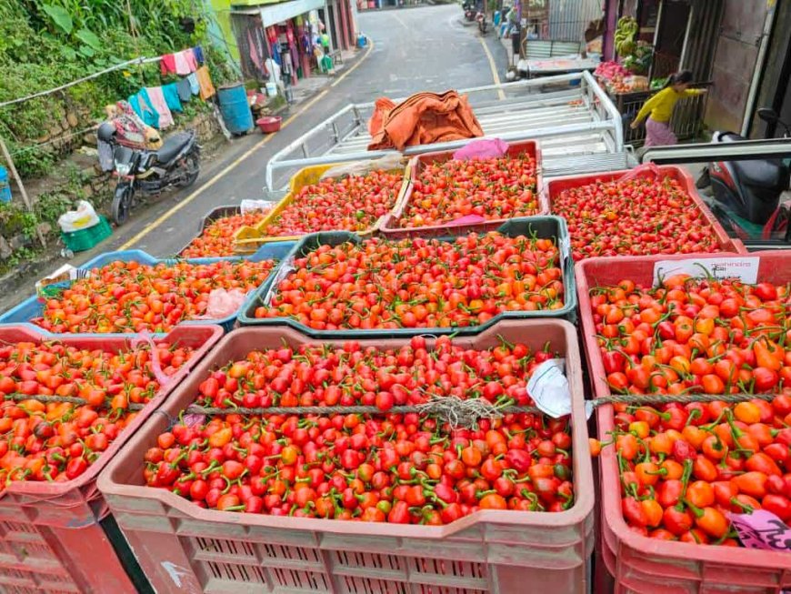 रिब्दिकोटमा अकबरे खुर्सानीको धमाका ः- बारीभरि राताम्य, करोडौंको कारोबार