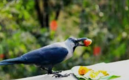 आज काग तिहारः-कागलाई मीठा-मीठा खानेकुरा दिएर मनाईंदै