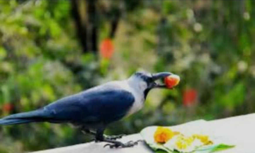 आज काग तिहारः-कागलाई मीठा-मीठा खानेकुरा दिएर मनाईंदै